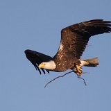 12SB5758 Bald Eagle with Nesting Material